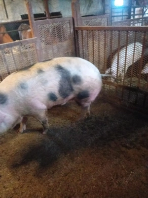 vând porc crescut natural - imagine 2