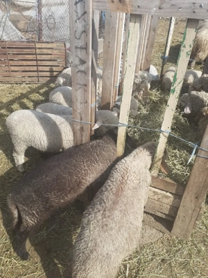 Miei de paste cine doreste  - imagine 3