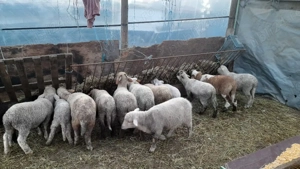 Miei de paste cine doreste  - imagine 2