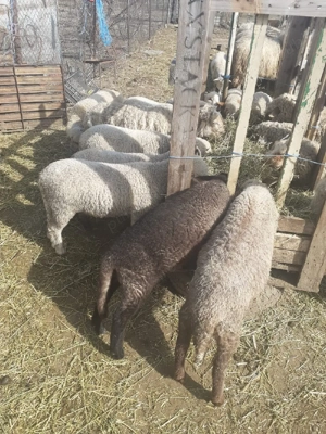 Miei de paste cine doreste  - imagine 4