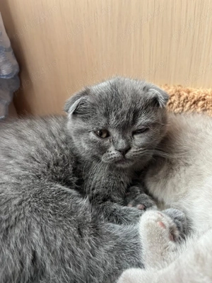  Pisica Brittish & Scottish  - imagine 2