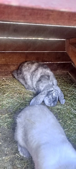 disponibil femela rhon - imagine 2