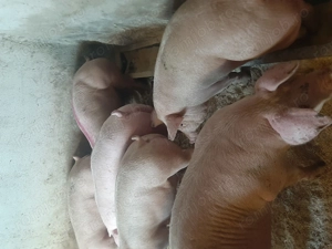 vând porci de carne. 8 lei kg