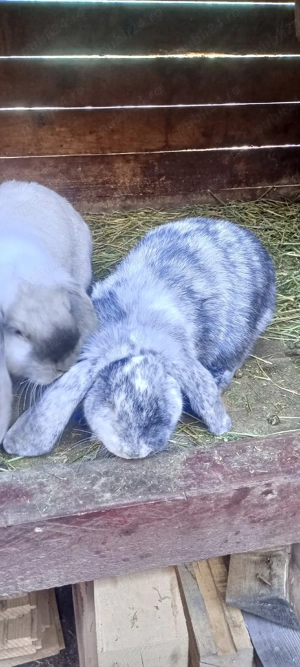 disponibil femela rhon - imagine 3