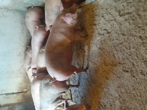 vând porci de carne. 8 lei kg - imagine 2