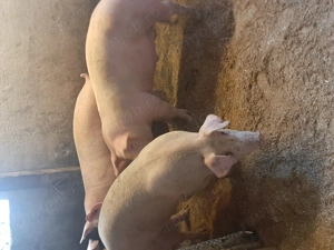 vând soldani de carne 8 lei kg