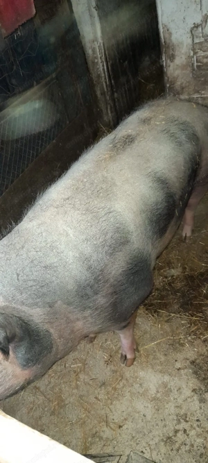 Vand purcea pietran belgian - imagine 3