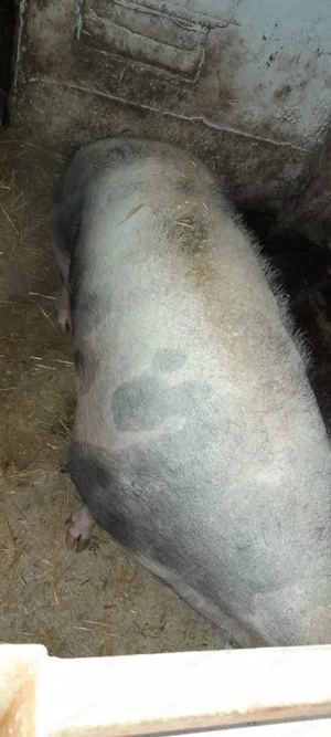 Vand purcea pietran belgian - imagine 2