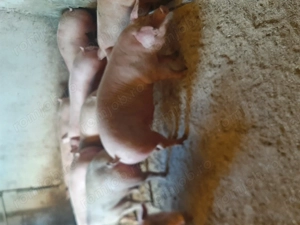 vând soldani diferite mărimi. 8 lei kg - imagine 2