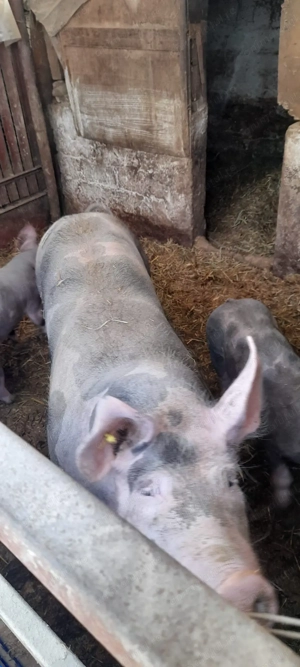 Purcea pietran belgian - imagine 2