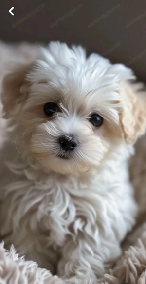 Băiețel 3 luni perfect sănătos cu carnet - imagine 3