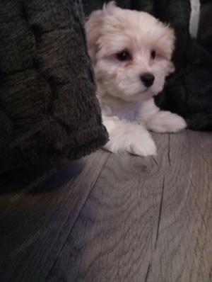 Băiețel 3 luni perfect sănătos cu carnet - imagine 2