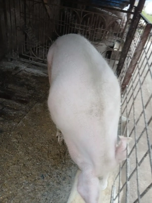 Porci de  vânzare  150si200kg - imagine 2