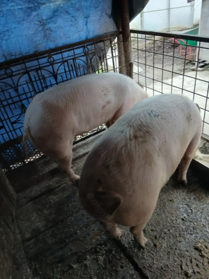 Porci de  vânzare  150si200kg - imagine 3