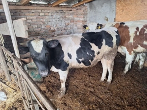 vand vitica  - imagine 2