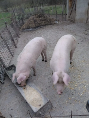 soldani de vanzare 12 milioane bucata - imagine 3