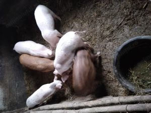 Purcei de vânzare  - imagine 2