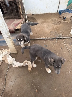 Donez Ciobanesc Carpatin 3 luni - imagine 3