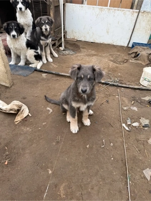 Donez Ciobanesc Carpatin 3 luni - imagine 2