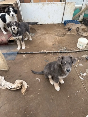 Donez Ciobanesc Carpatin 3 luni - imagine 5