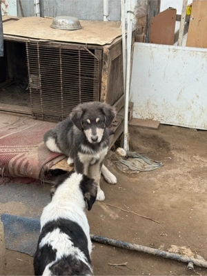 Donez Ciobanesc Carpatin 3 luni - imagine 4