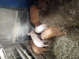 Purcei de vânzare  - imagine 4