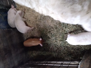 Purcei de vânzare  - imagine 3