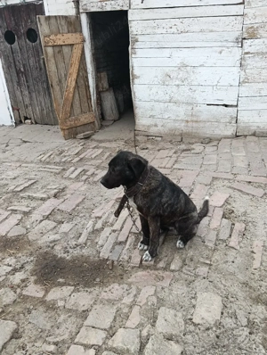 Catea Cane Corso varsta 8 luni - imagine 3