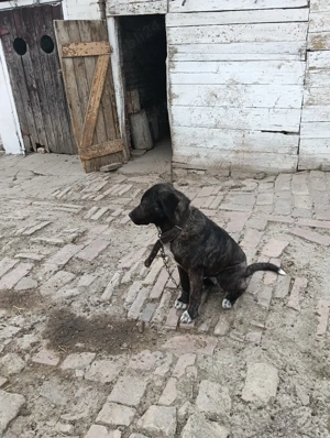 Catea Cane Corso varsta 8 luni - imagine 4