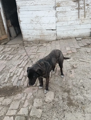 Catea Cane Corso varsta 8 luni - imagine 5