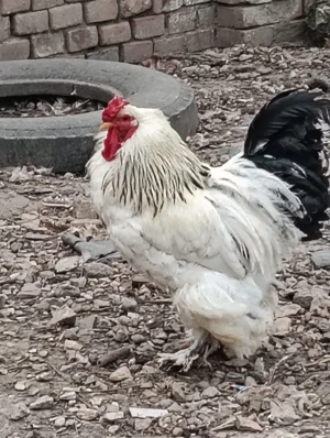 Cocos si gaina Brahma tineret - imagine 3