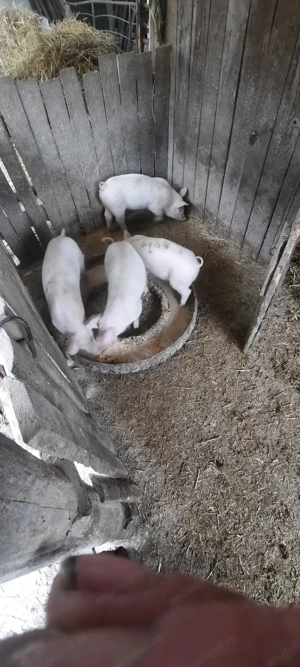 Porci de vânzare în Bihor - imagine 2