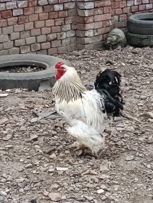 Cocos si gaina Brahma tineret - imagine 5