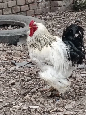 Cocos si gaina Brahma tineret - imagine 2