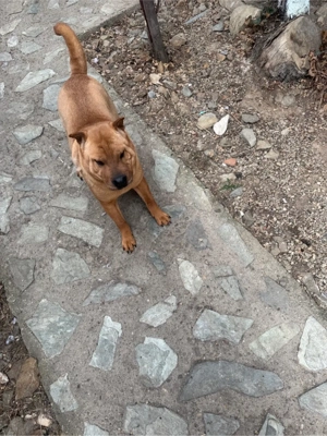 Sharpay, femela - imagine 4