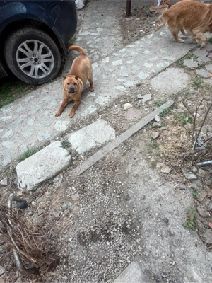 Sharpay, femela - imagine 2