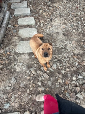 Sharpay, femela - imagine 3