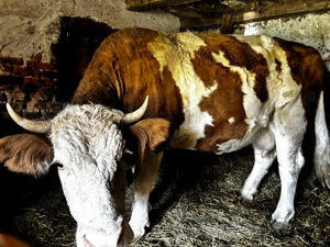 Vând vaca Bălțata românească 