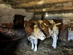 Vând vaca Bălțata românească  - imagine 2