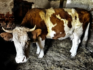 Vând vaca Bălțata românească  - imagine 3