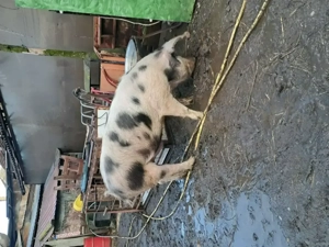 Vând porc URGENT - imagine 3