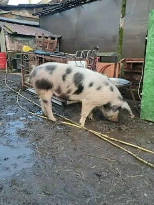 Vând porc URGENT - imagine 3