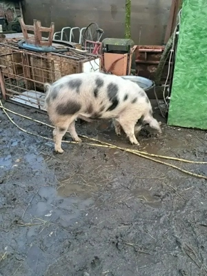 Vând porc URGENT - imagine 2