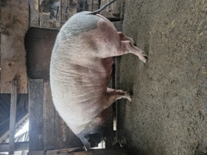 Vând o scrofiță  - imagine 3