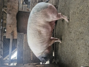 Vând o scrofiță  - imagine 2