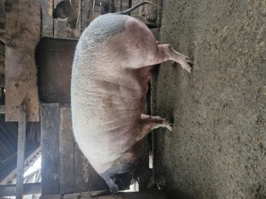 Vând o scrofiță  - imagine 4