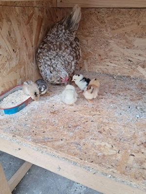 Gainusa cu pui - imagine 2