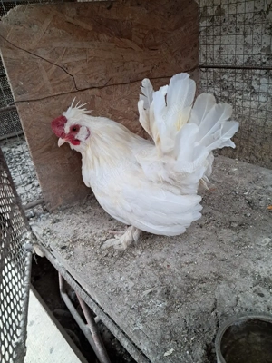 Gainusa cu pui - imagine 3