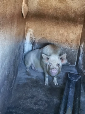 Porci grași de vânzare 200 kg - imagine 2