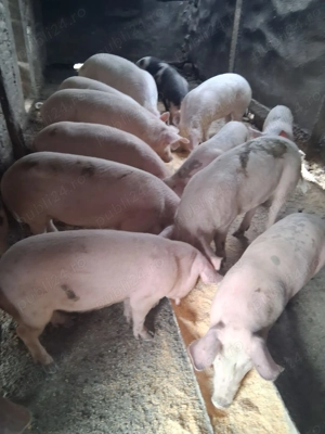 Vând șoldani  - imagine 2